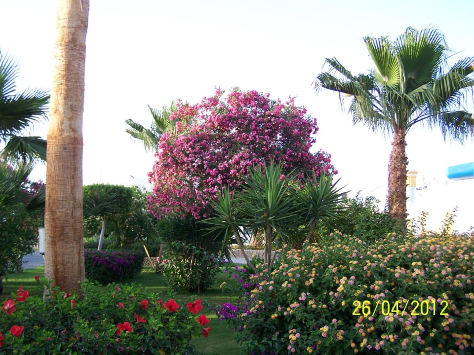 Przepiękny ogród Mirage Bay Resort & Aqua Park