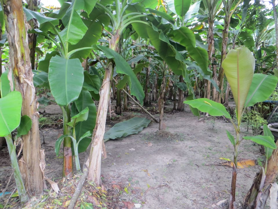 Die Hotel eigene Gärtnerei mit Bananenzucht Adaaran Select Hudhuran Fushi - Premium All Inclusive