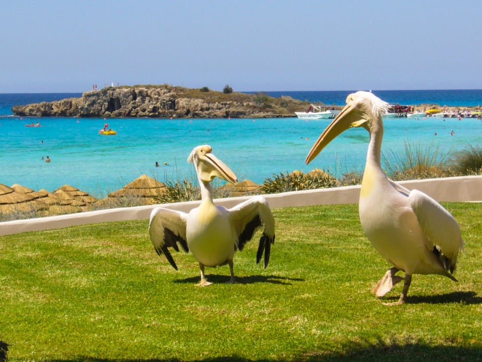 Die zwei Nissi Pelikane Hotel Nissi Beach Resort
