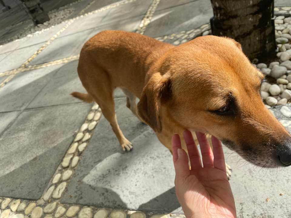 Sonstiges Lagoon Attitude - Adults only