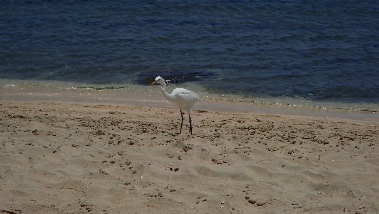 Strand Shams Alam Beach Resort