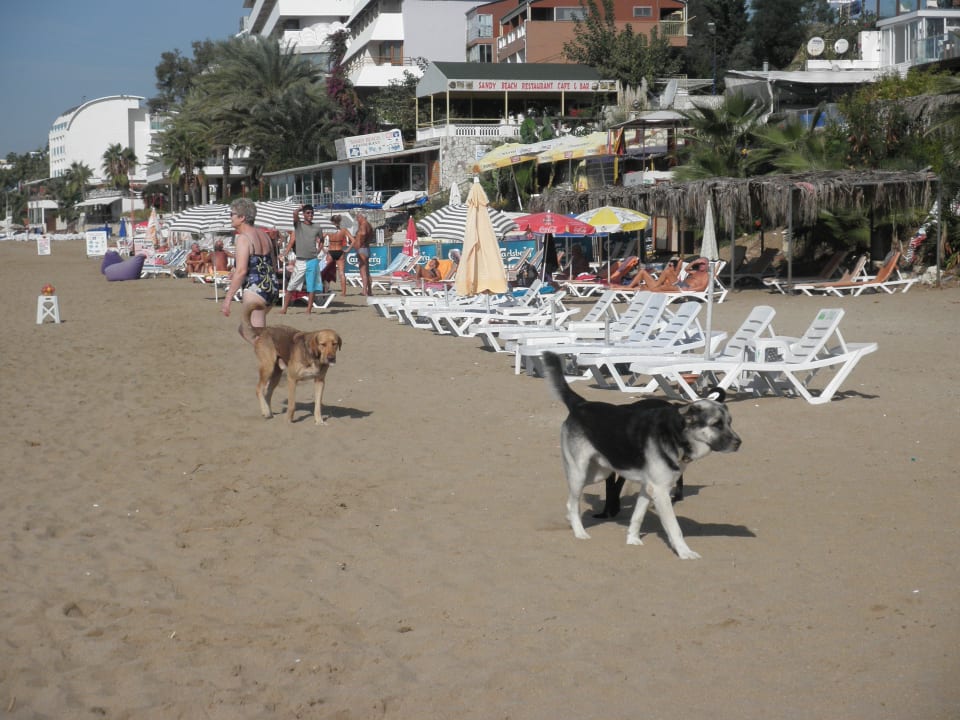 Streunende Hunde Hotel Arabella World