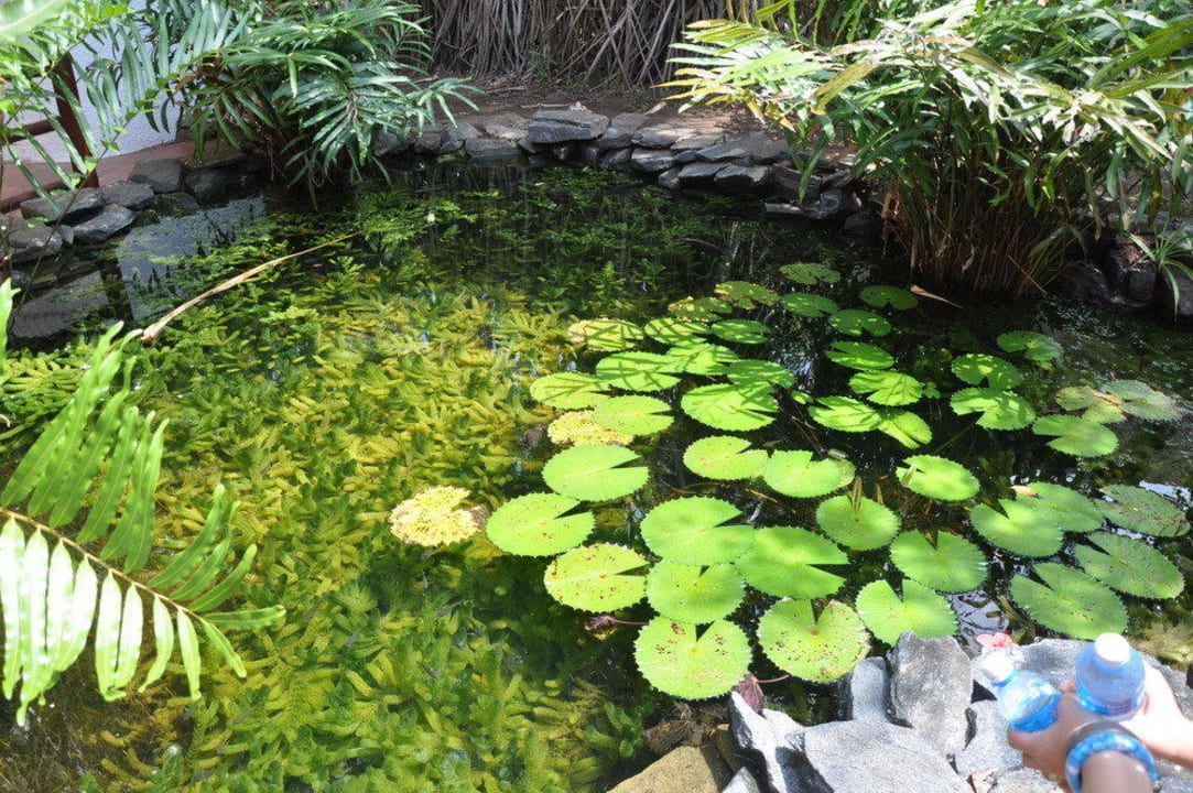 Oczko wodne w ogrodzie Hotel Southern Palms Beach Resort