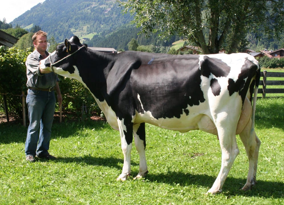 Wir züchten Holsteinkühe Comfort-Farm Zittrauerhof