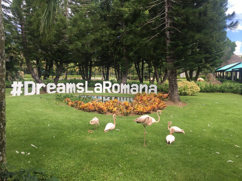 Gartenanlage Dreams La Romana Resort & Spa