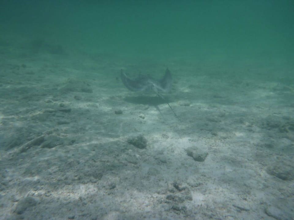 Rochen beim Schnorcheln Akumal Bay Beach & Wellness Resort