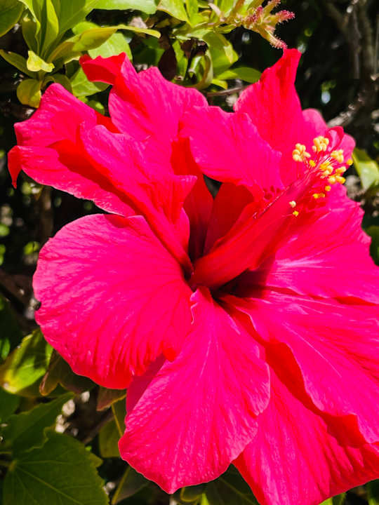 Gartenanlage ROBINSON AGADIR