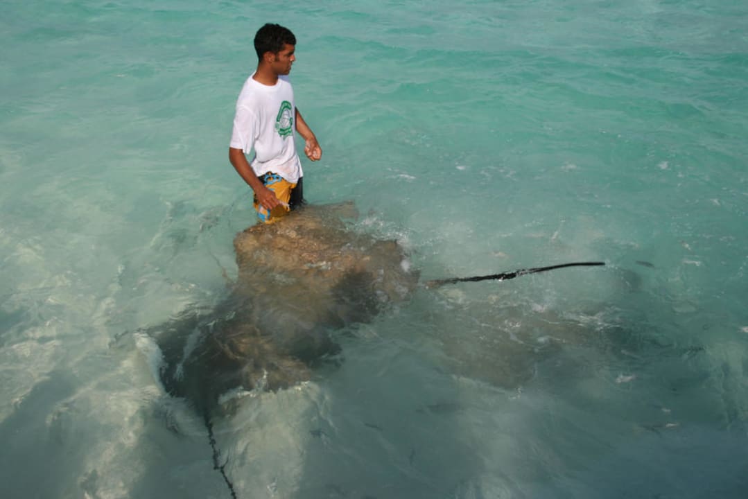 Banyan Tree, Vabbinfaru, Stachelrochenfütterung Banyan Tree Vabbinfaru
