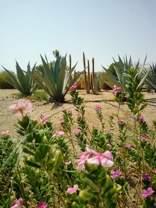 Gartenanlage JAZ Neo Saraya Palms