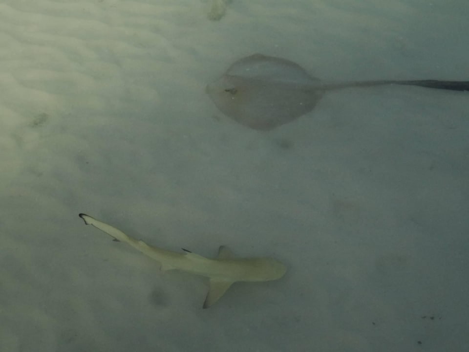 Lagune O-Resort Kuredu Island Resort & Spa