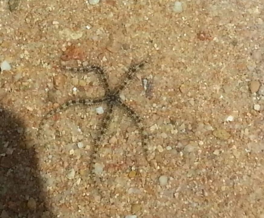 Seestern Pickalbatros Citadel Resort