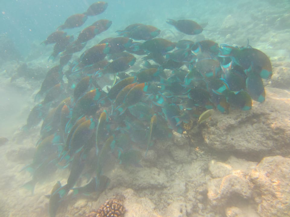 Schwarm Papageienfische Adaaran Select Hudhuran Fushi - Premium All Inclusive