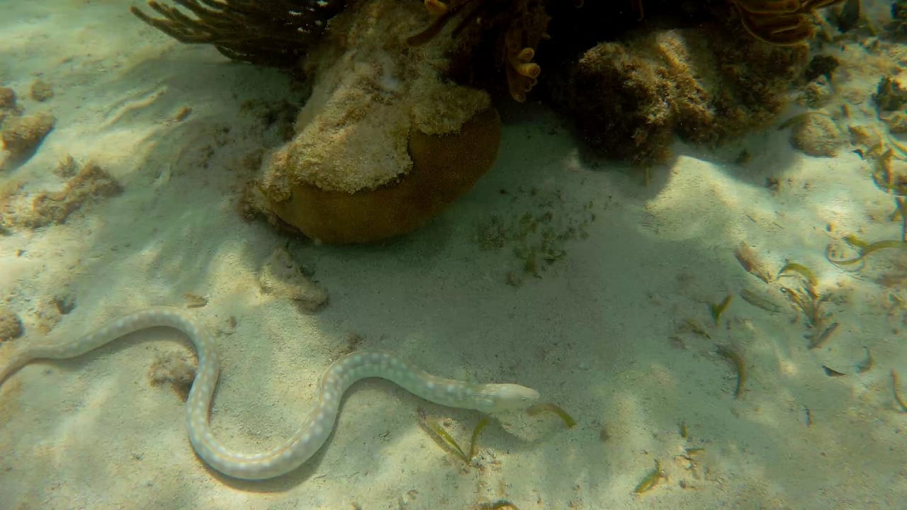 Sport & Freizeit Akumal Bay Beach & Wellness Resort