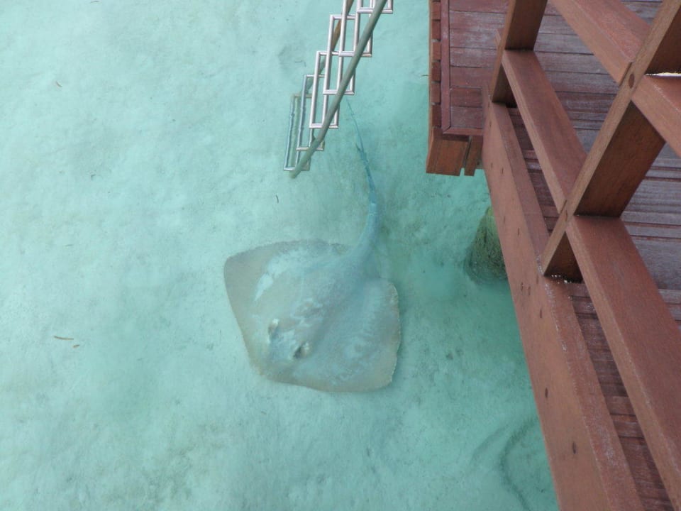 Direkt unter unseren Bungi Sun Siyam Olhuveli