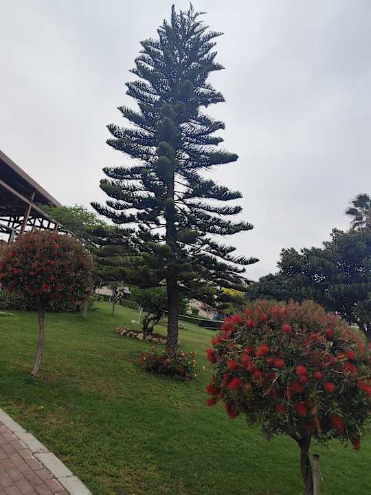 Gartenanlage TUI MAGIC LIFE Jacaranda