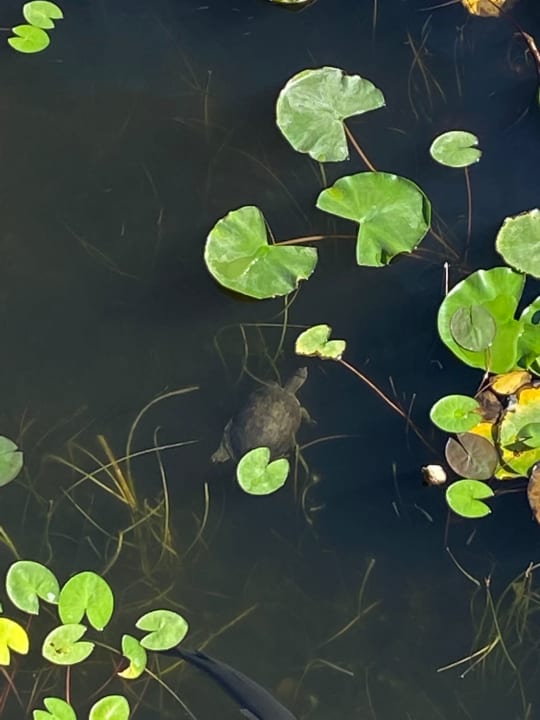 Gartenanlage Jiva Beach Resort