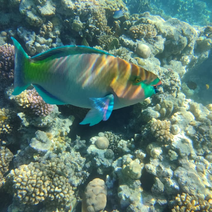 Sonstiges Grand Makadi