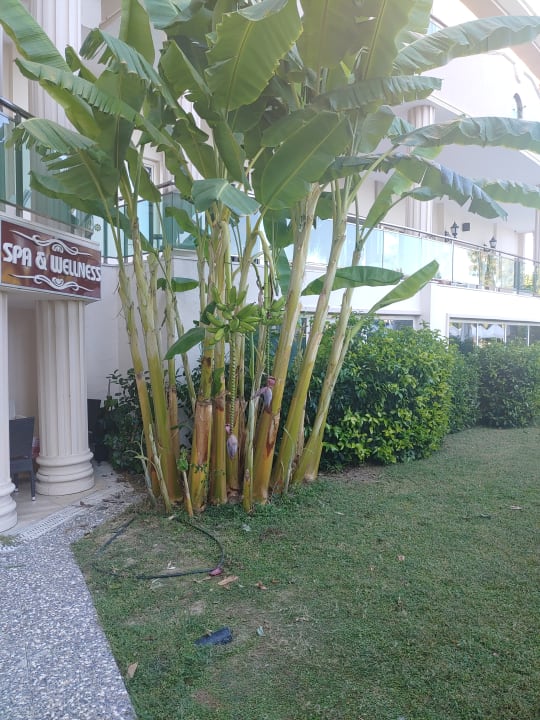 Gartenanlage Bella Resort & Spa