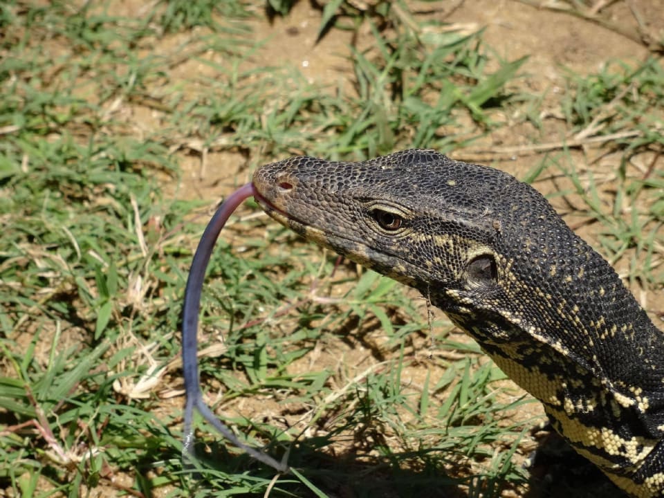 Varan Turyaa Kalutara