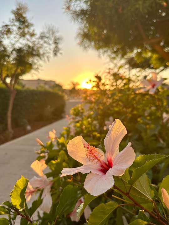 Gartenanlage Anissa Beach & Village