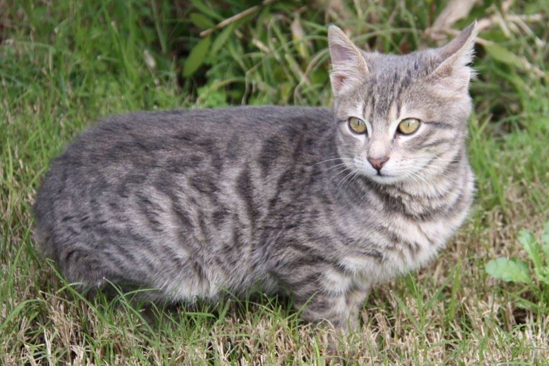 Eine der wenigen (geduldeten?) Katzen Seaden Sea World Resort & Spa