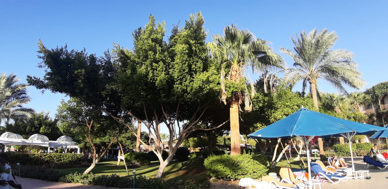 Gartenanlage Desert Rose