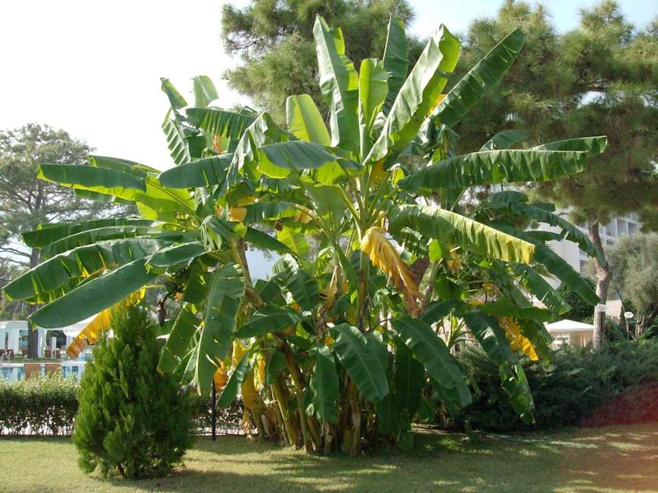Garten mit Palme Kilikya Palace Göynük