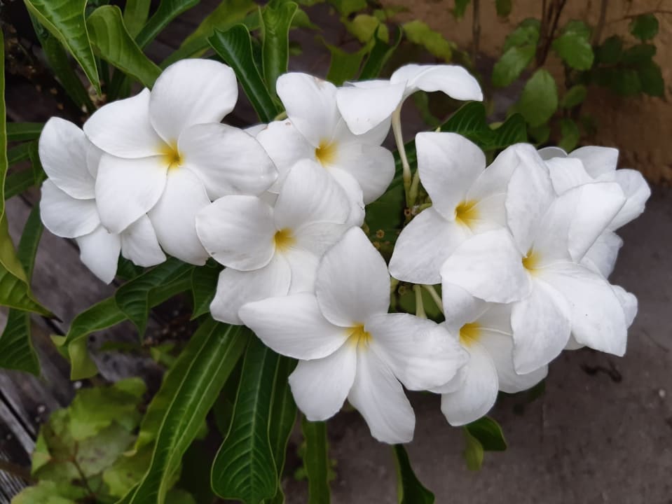 Gartenanlage Kuredu Island Resort & Spa