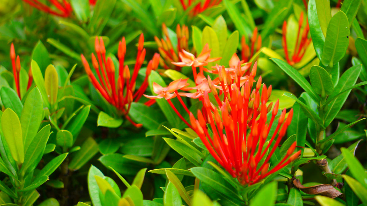 Gartenanlage Adaaran Select Hudhuran Fushi - Premium All Inclusive