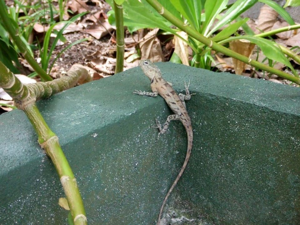 Ein Urlaubsbekannter  Summer Island Maldives