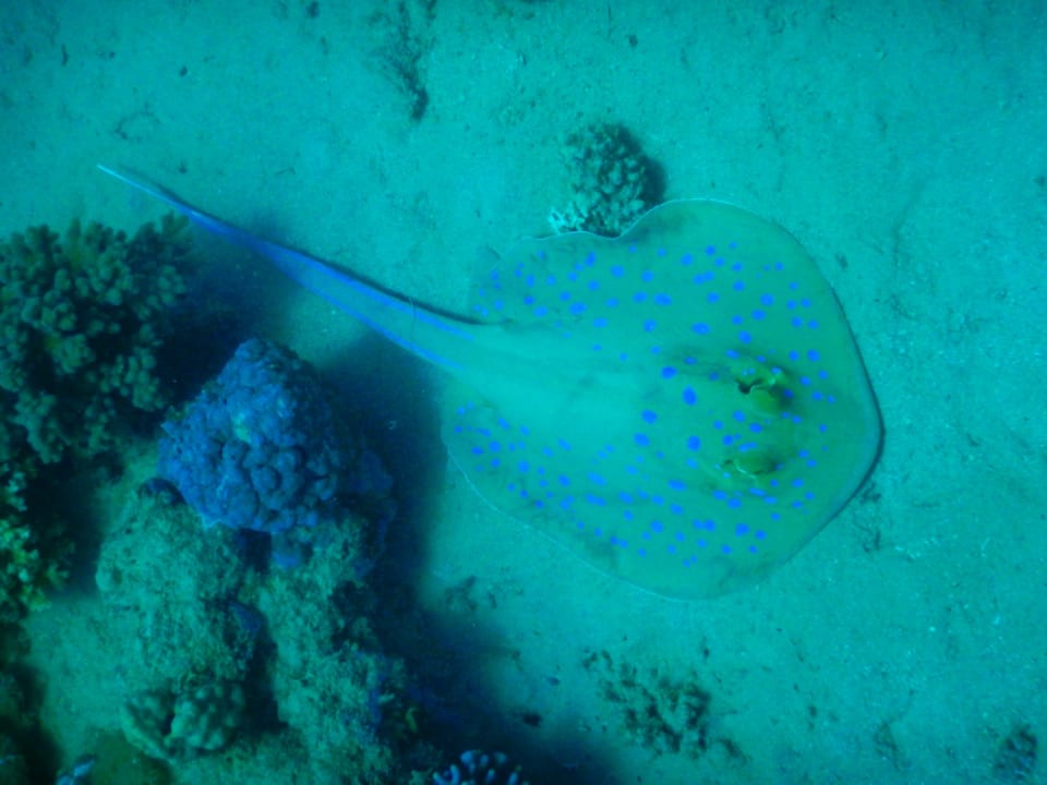 Sonstiges Shams Prestige Abu Soma-Adults Only