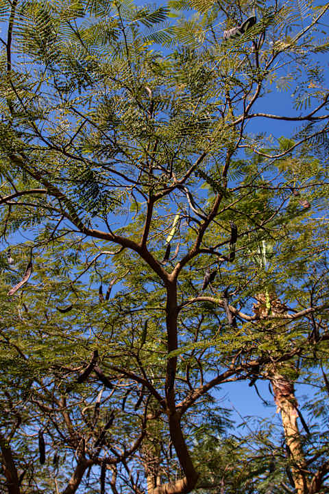 Gartenanlage Desert Rose