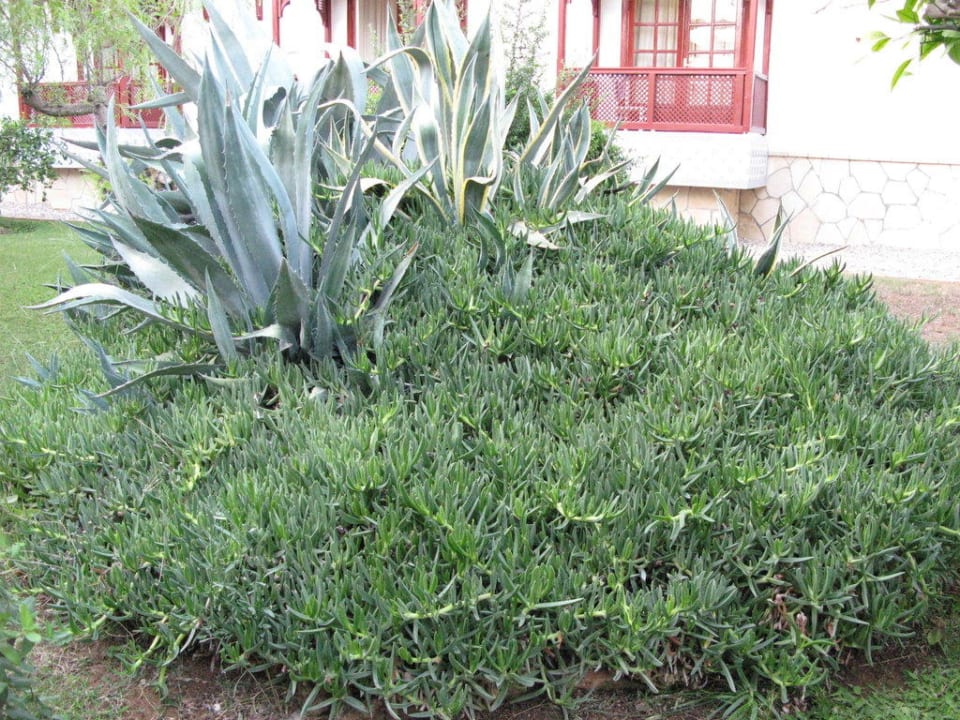 Club Ali Bey Manavgat Ali Bey Club