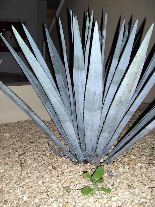 Resort Sandos Caracol Eco Resort
