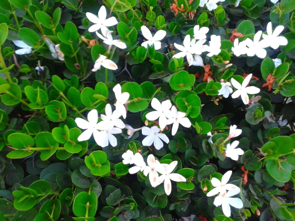 Blumen vrm Hotel Hotel Harry's