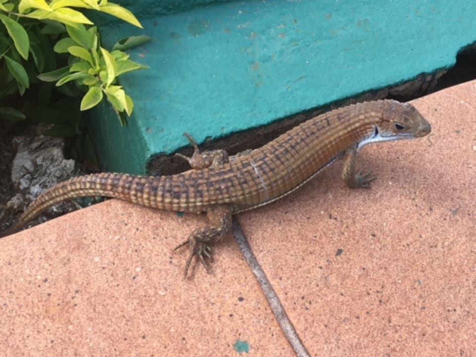 Sonstiges TUI Blue Bahari Zanzibar