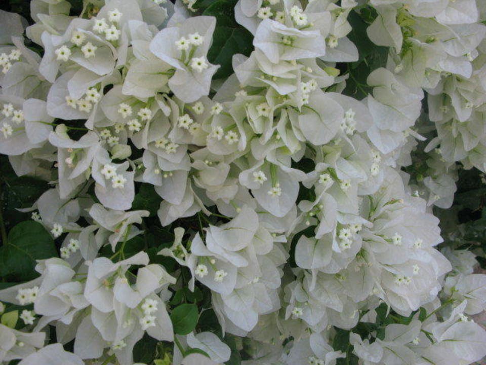 Blumen Coral Sun Beach