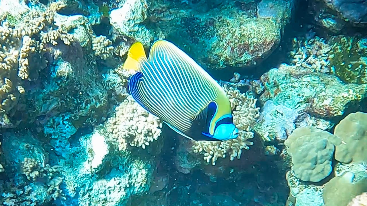 Sport & Freizeit Steigenberger Coraya Beach - Adults only