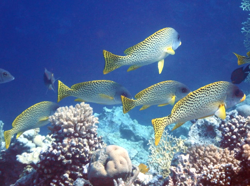 Sport & Freizeit Serenity Alpha Beach