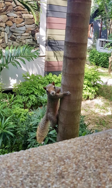 Gartenanlage NH Collection Samui Peace Resort