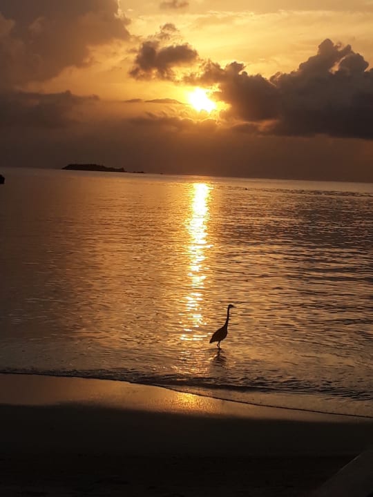 Strand Summer Island Maldives