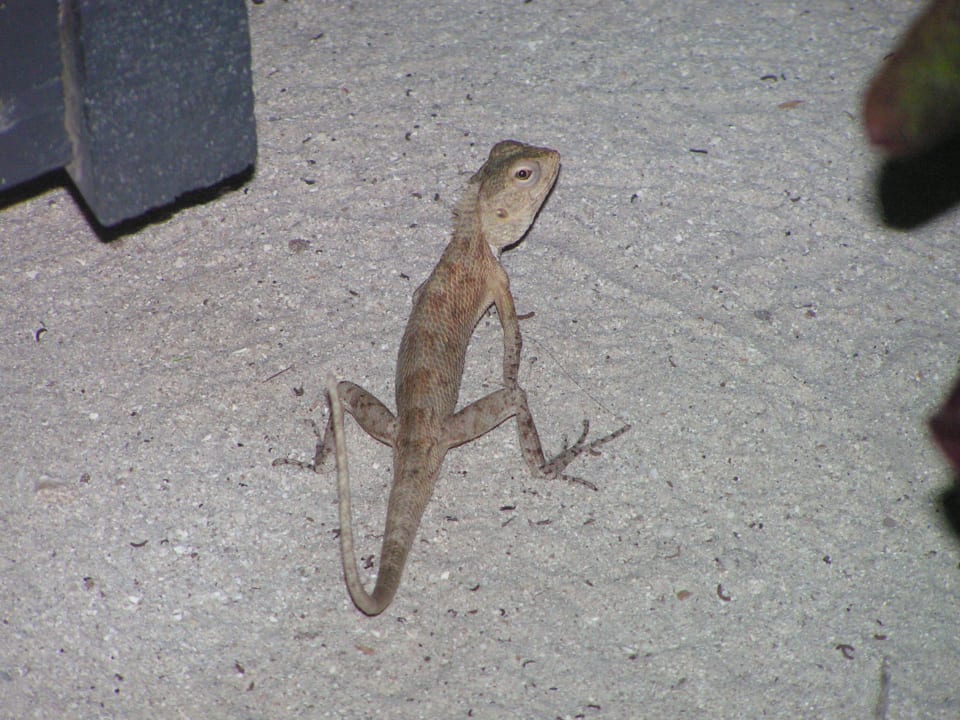 Tiere Kuredu Island Resort & Spa