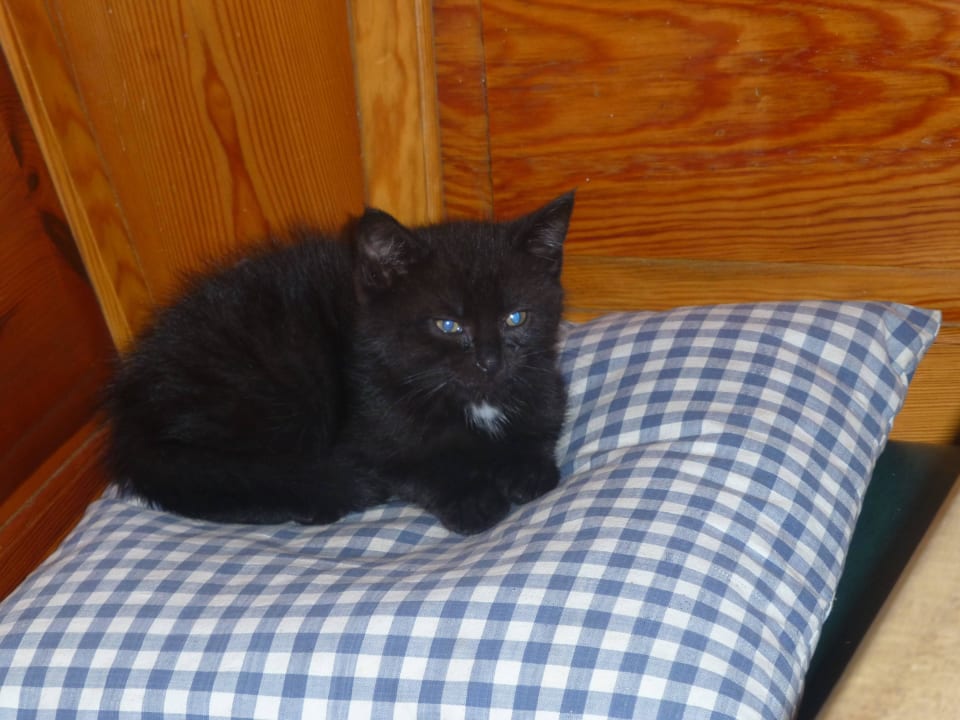 Kleine Katze Gästehaus Beim Hölzl