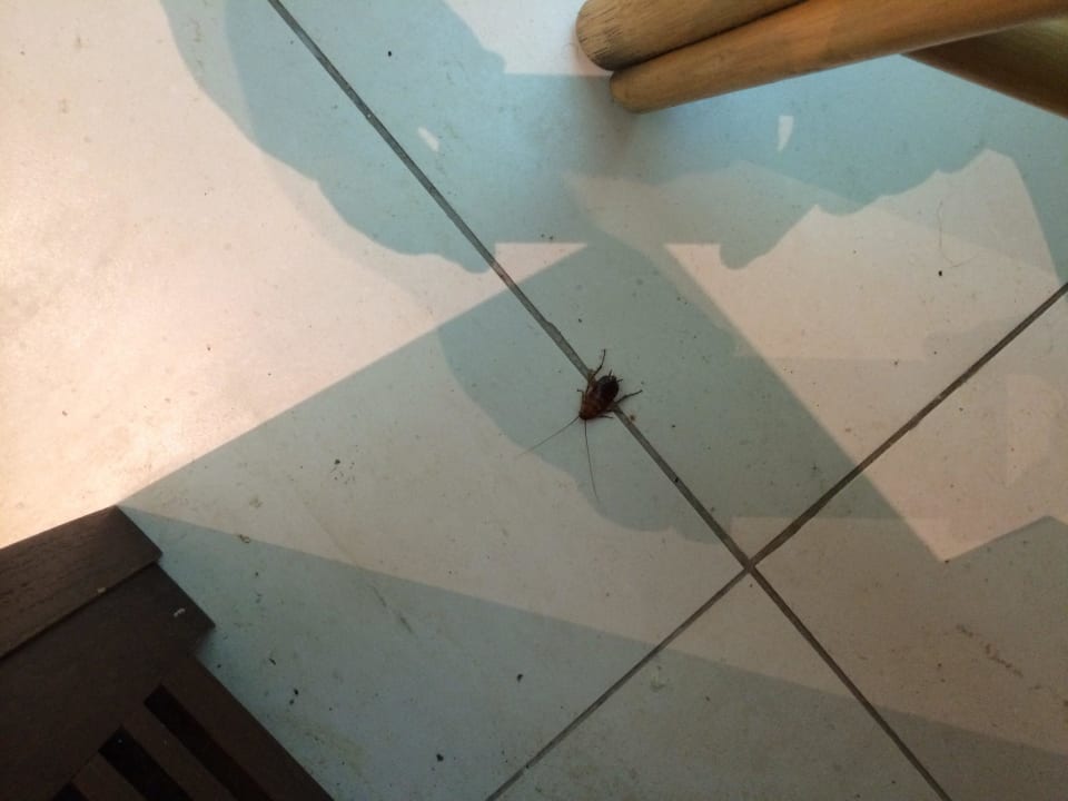 Kakkerlake im Frühstücksraum Phãea Cretan Malia