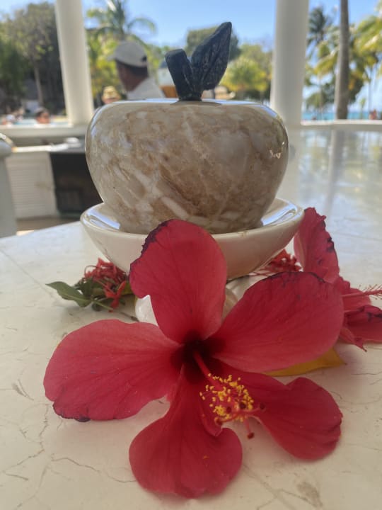 Gastro Paradisus Rio de Oro Resort & Spa - Adults only