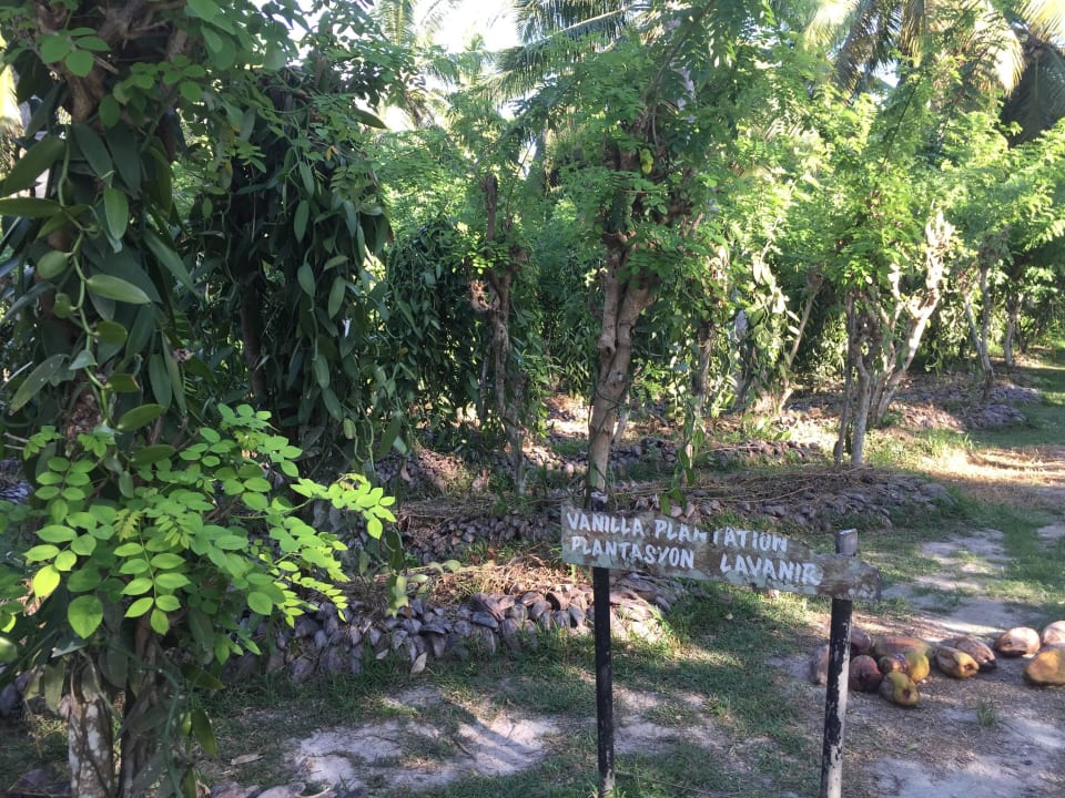 Vanillepflanzen Le Chalet Surmer