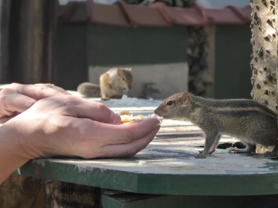 Ich liebe sie, die Streifenhörnchen Hotel Bentota Village
