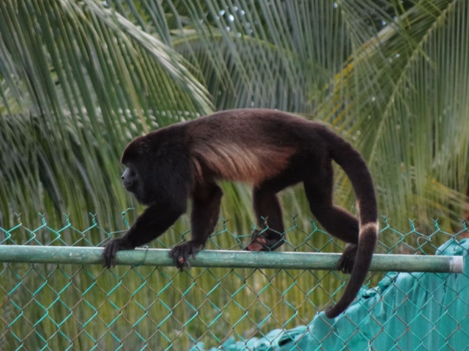 Nett anzuschauen Sandos Playacar Select Club Adults only - All Inclusive