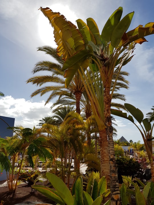 Gartenanlage Iberostar Waves Gaviotas Park