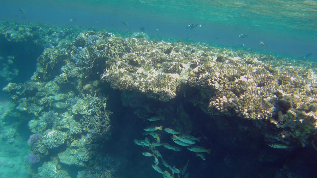 Sport & Freizeit Hotel Gorgonia Beach Resort